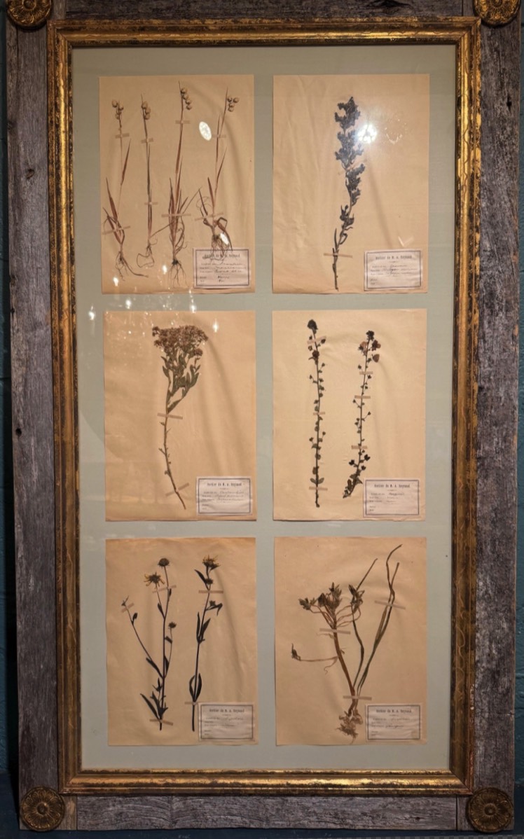 <b>Botanicals</b><br> approx 55 x 33 inches